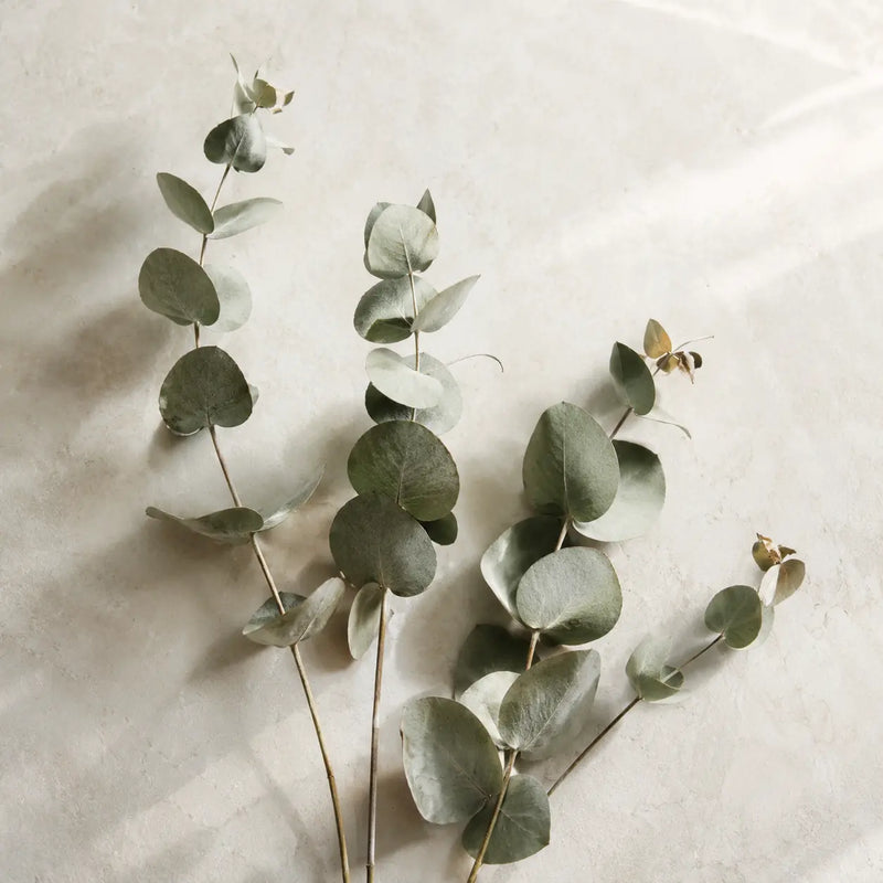 EUCALIPTUS (EUCALYPTUS RADIATA)