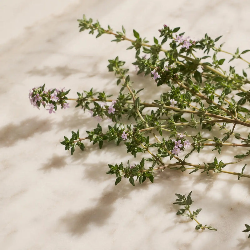 TIMÓ (THYMUS VULGARIS)