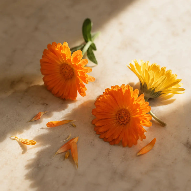 CALÈNDULA (CALENDULA OFFICINALIS)