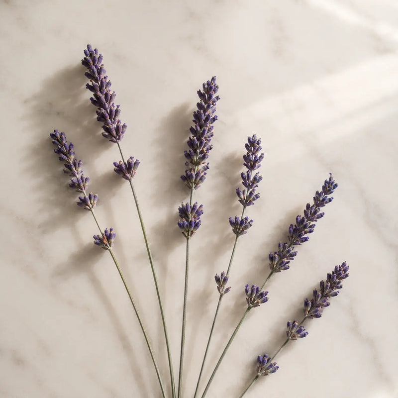 LAVANDA